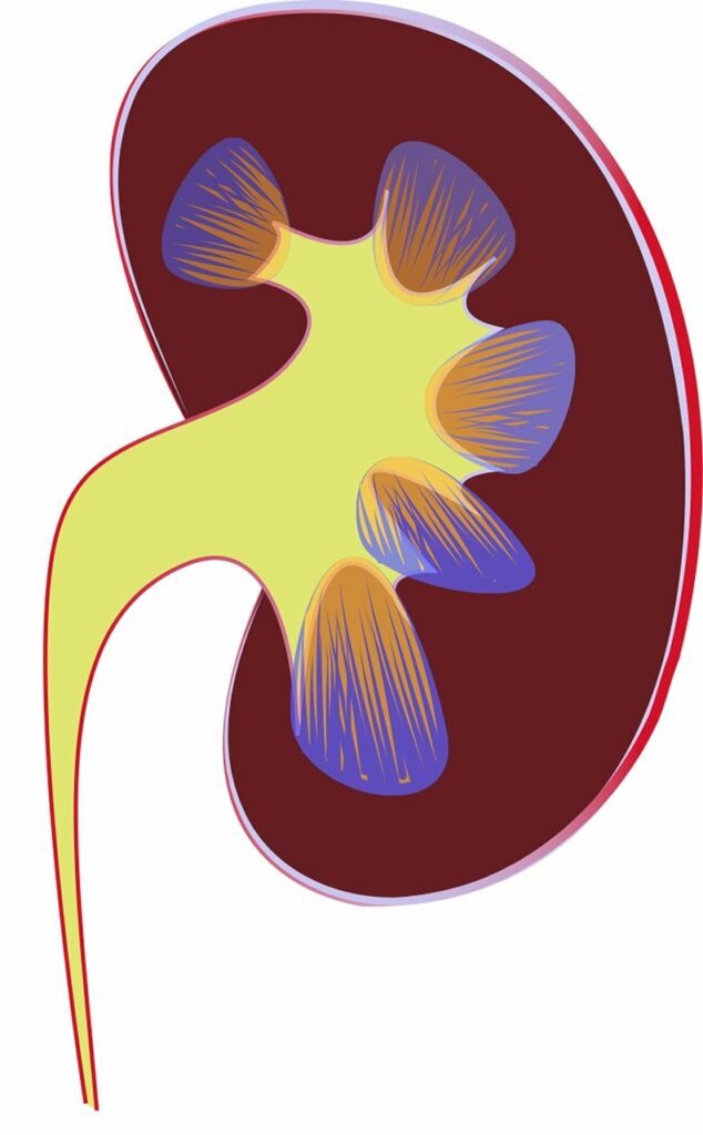 Life Insurance for Diabetic Nephropathy 1 Graphic of diabetic kidney health — representing nephropathy and life insurance implications.